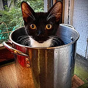 Roku is registered to the contest to win money with this photo: animal, black_and_white, cat, cooking_pot, ears, eyes, face, funny, greenery, indoor, kitchen, kitten, metal, pet, portrait, sitting, stockpot, tuxedo_cat, whiskers, window