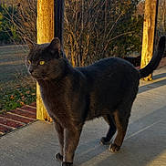 Oscar is registered to the contest to win money with this photo: cat, gray_cat, animal, outdoor, porch, sunlight, yellow_eyes, wood, nature, pet, feline, walking, shadow, daylight, curious, standing, closeup, texture, wildlife, mammal