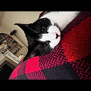 Chicken joined the competition — help win amazing prizes! cat, black_and_white, pet, resting, blanket, red, checkered, cozy, indoor, feline, cute, fur, whiskers, eyes, home, shelf, lamp, soft, animal, portrait