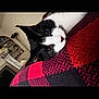 cat, black_and_white, pet, resting, blanket, red, checkered, cozy, indoor, feline, cute, fur, whiskers, eyes, home, shelf, lamp, soft, animal, portrait