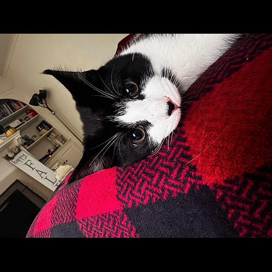 Chicken joined the competition — help win amazing prizes! animal, black_and_white, blanket, cat, checkered, cozy, cute, eyes, feline, fur, home, indoor, lamp, pet, portrait, red, resting, shelf, soft, whiskers