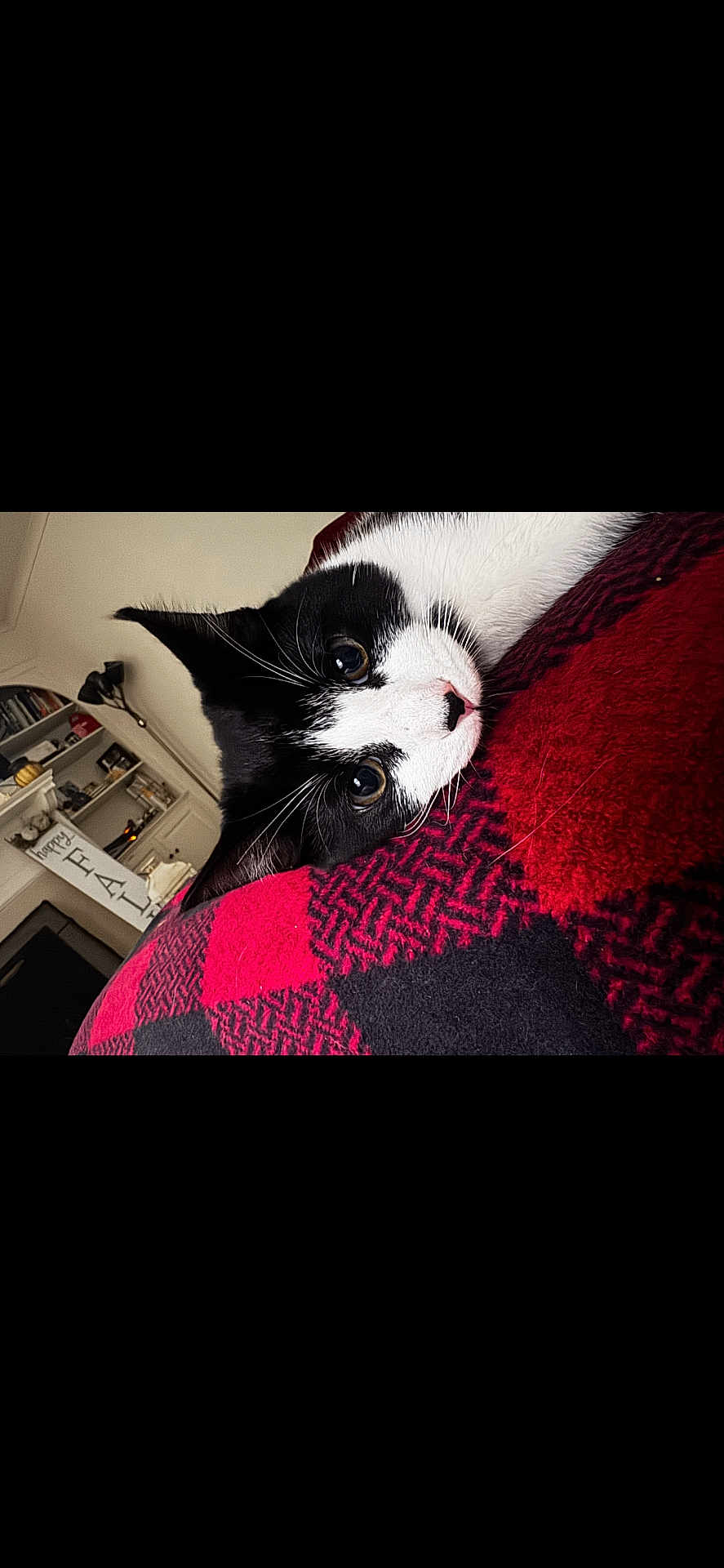 Chicken joined the competition — help win amazing prizes! cat, black_and_white, pet, resting, blanket, red, checkered, cozy, indoor, feline, cute, fur, whiskers, eyes, home, shelf, lamp, soft, animal, portrait
