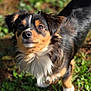 Asta joined the competition — help win amazing prizes! dog, small_dog, outdoor, grass, greenery, pet, animal, curious, fur, black_fur, brown_fur, white_fur, closeup, portrait, nature, sunlight, daylight, canine, looking_up, ears