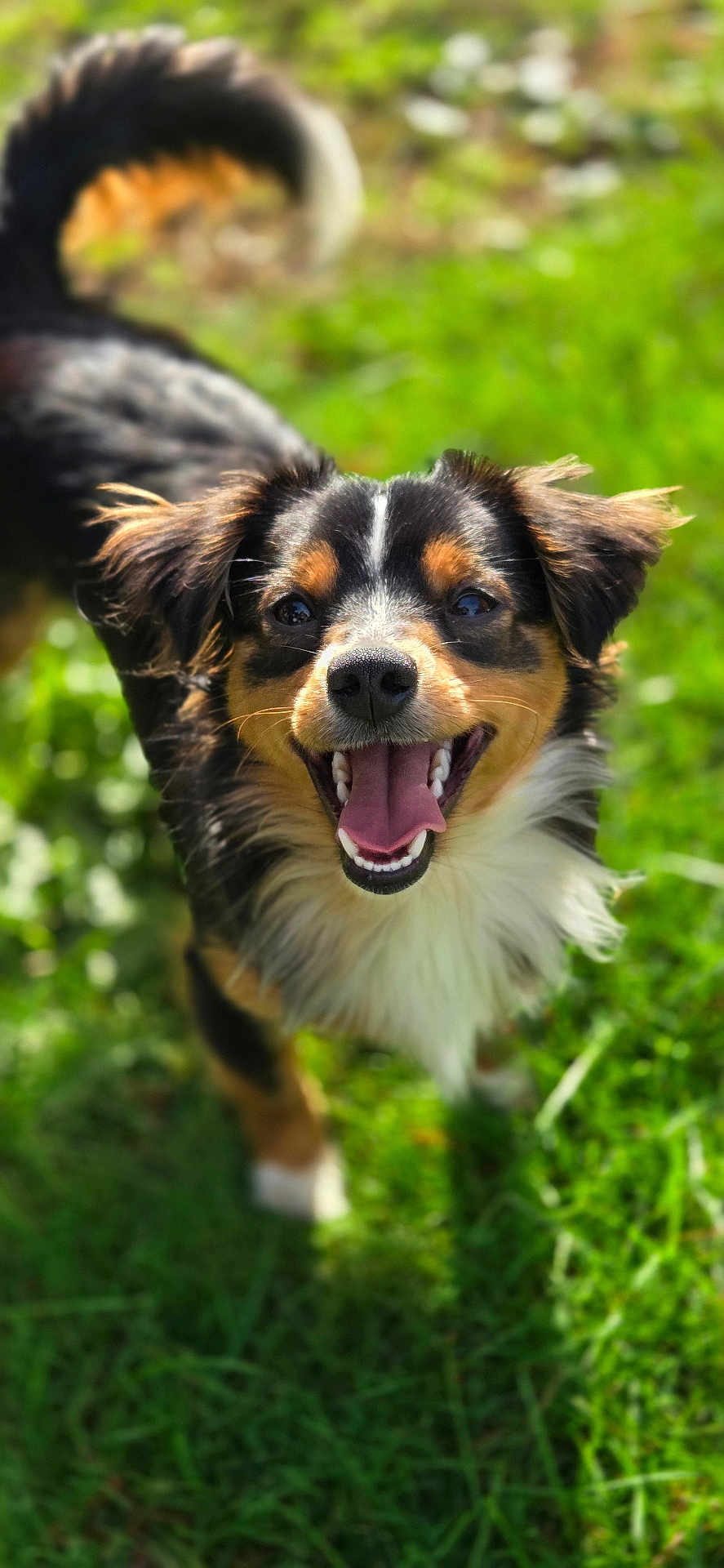 Asta joined the competition — help win amazing prizes! dog, smiling, happy, outdoor, grass, pet, animal, tongue_out, fur, tail, sunlight, nature, cute, friendly, canine, playing, closeup, portrait, daylight, energetic