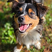 Asta is registered to the contest to win money with this photo: dog, animal, pet, happy, smiling, outdoor, grass, nature, fur, canine, tongue, ears, face, eyes, mouth, closeup, daylight, playful, friendly, tail