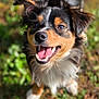 dog, animal, pet, happy, smiling, outdoor, grass, nature, fur, canine, tongue, ears, face, eyes, mouth, closeup, daylight, playful, friendly, tail