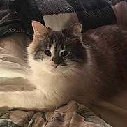 Sweetie is registered to the contest to win money with this photo: bed, bedding, blanket, cat, cozy, cute, domestic_cat, eyes, feline, fluffy, fur, indoor, long_hair, lying_down, nose, paw, pet, portrait, relaxed, whiskers