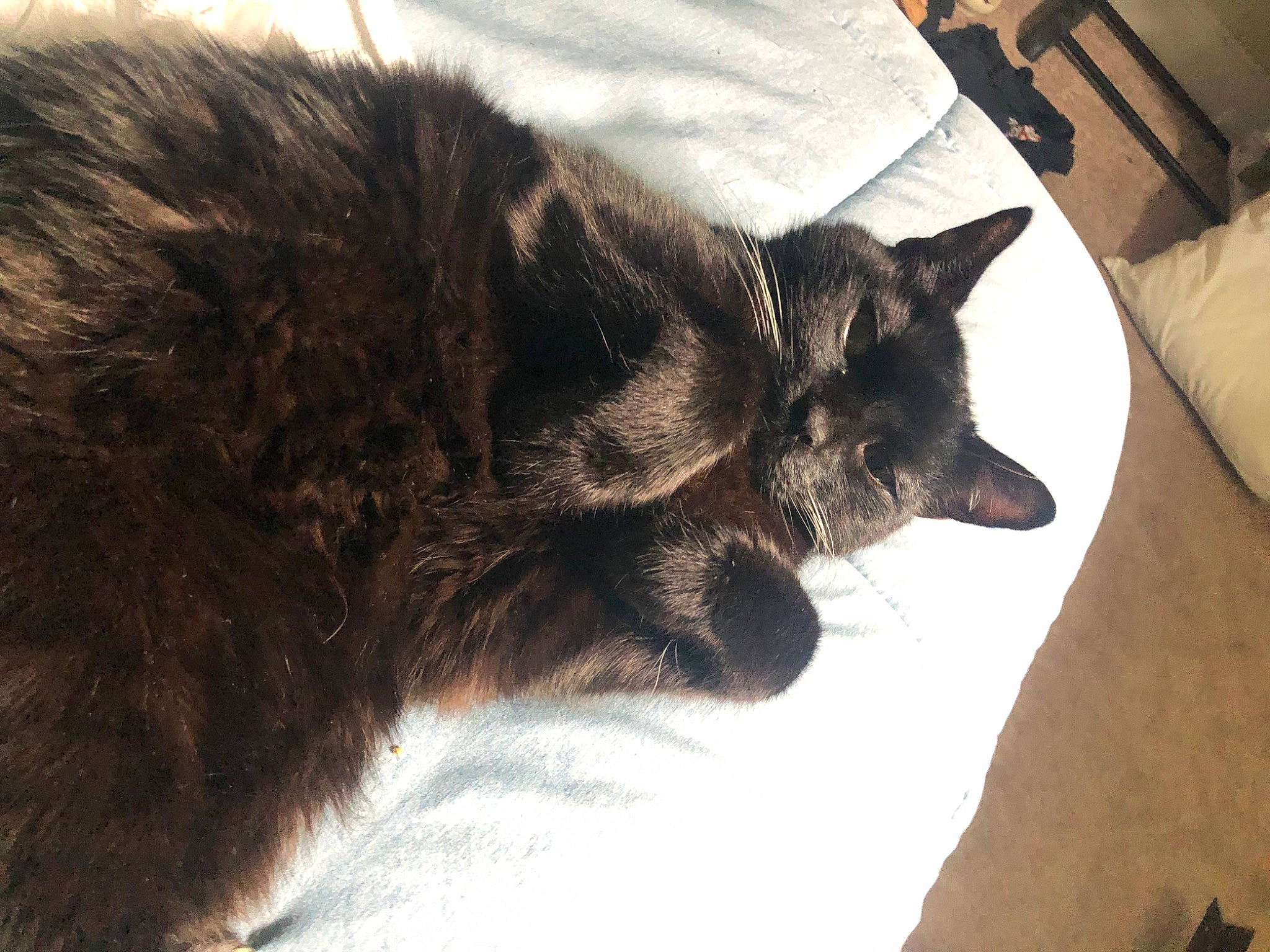 Egypt joined the competition — help win amazing prizes! black_cat, cat, claw, comfort, couch, dog_breed, domestic_short_haired_cat, felidae, flooring, fur, hardwood, nap, paw, pillow, sleep, small_to_medium_sized_cats, tail, terrestrial_animal, whiskers, wood