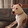 animal, blanket, brown_patch, calm, chain_collar, couch, cozy, curtains, dog, domestic, furniture, home, indoors, pet, relaxed, resting, side_view, sitting, sofa, white_dog