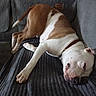 Rocky participe au concours pour gagner de l'argent avec cette photo : animal, blanket, brown, canine, collar, couch, cozy, dog, domestic_animal, fur, furniture, indoor, napping, paw, pet, relaxed, resting, sleeping, snout, white