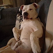 Rocky a rejoint le concours — aidez-le/la à gagner de superbes lots ! dog, white_dog, lounge, couch, indoor, relaxed, sleeping, pet, canine, fur, paw, nose, ears, blanket, pillow, home, furniture, rest, comfort, animal