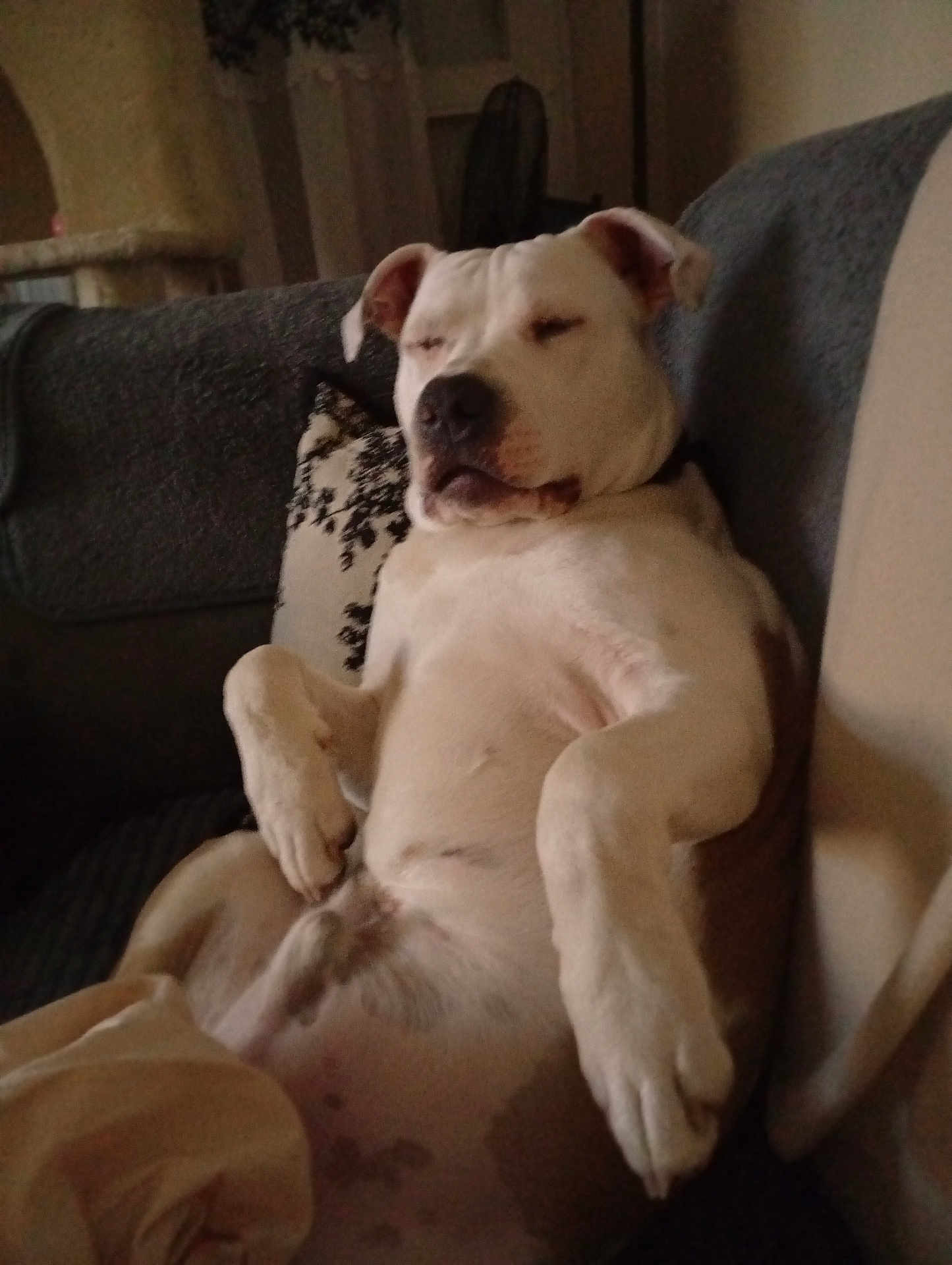 Rocky a rejoint le concours — aidez-le/la à gagner de superbes lots ! dog, white_dog, lounge, couch, indoor, relaxed, sleeping, pet, canine, fur, paw, nose, ears, blanket, pillow, home, furniture, rest, comfort, animal