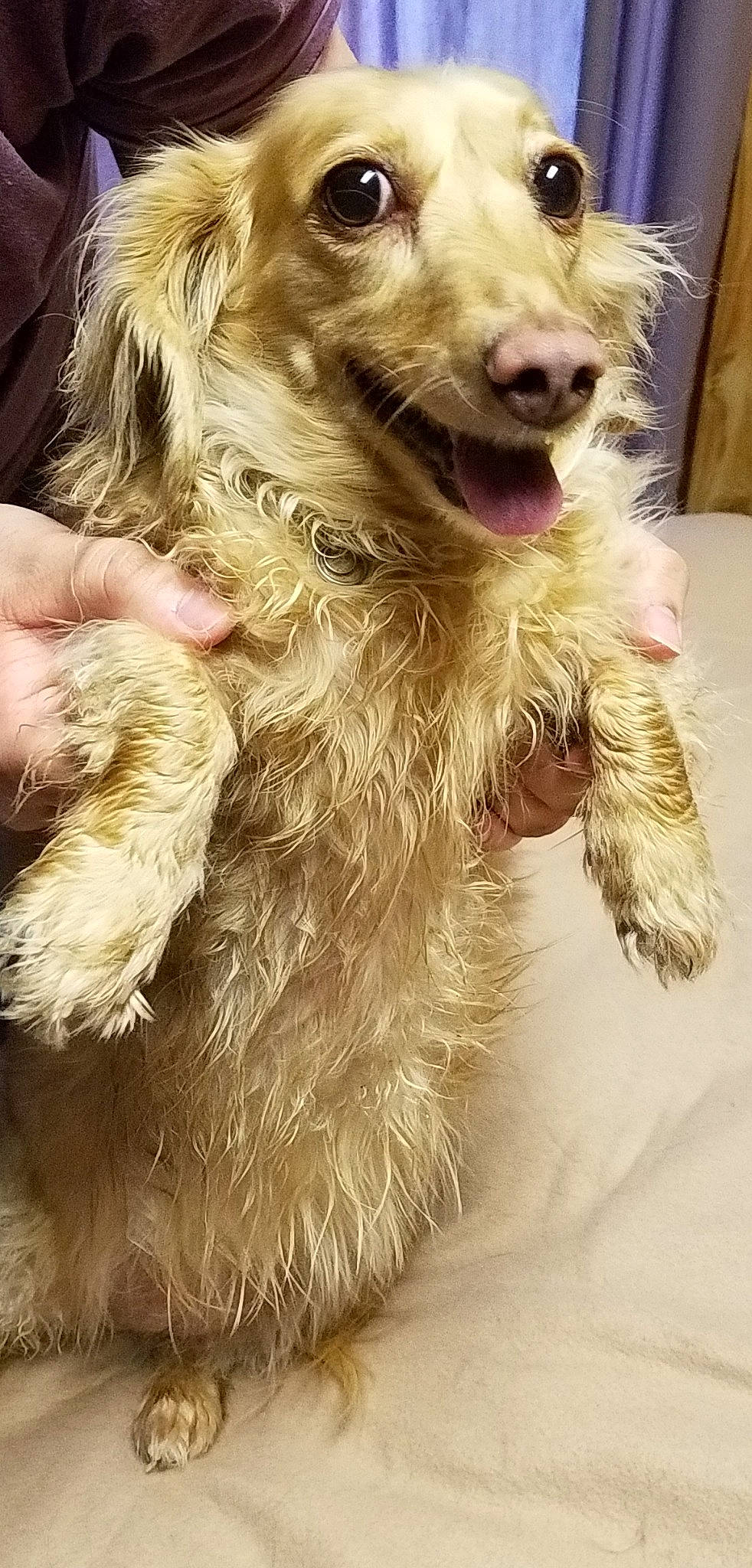 Bella is registered to the contest to win money with this photo: canidae, carnivore, companion_dog, dog, dog_breed, dutch_smoushond, ear, fur, glen_of_imaal_terrier, irish_soft_coated_wheaten_terrier, irish_wolfhound, mammal, nose, puppy, rare_breed_dog, schnoodle, snout, spinone_italiano, sporting_group, terrier