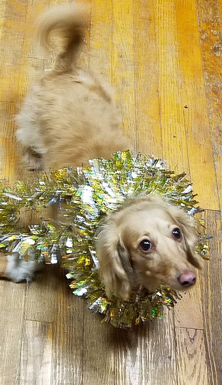 Bella is registered to the contest to win money with this photo: canidae, carnivore, companion_dog, dog, dog_breed, dog_collar, plant, sporting_group