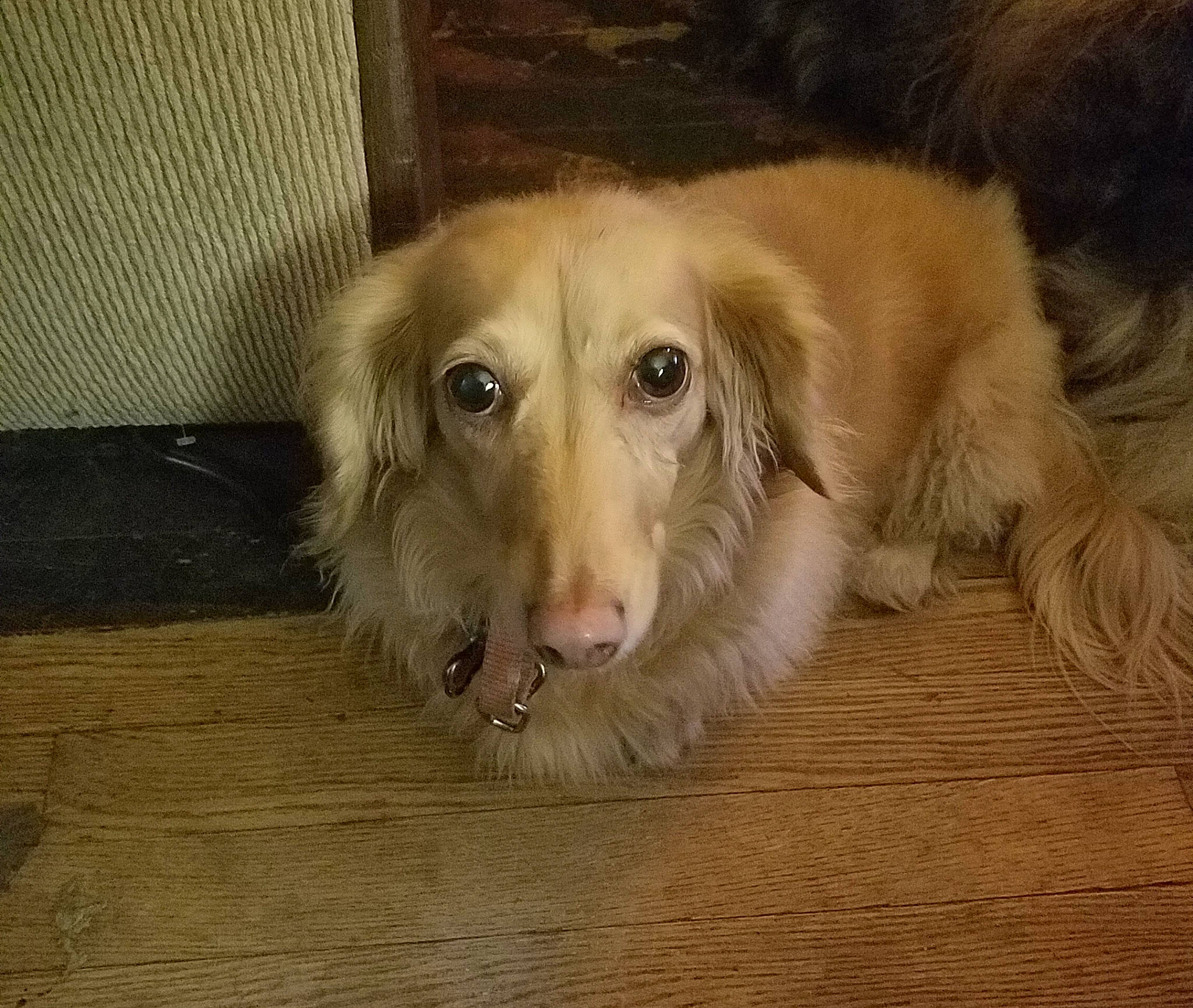 Bella is registered to the contest to win money with this photo: borzoi, canidae, carnivore, companion_dog, dog, dog_breed, fawn, fur, longhaired_whippet, mammal, nova_scotia_duck_tolling_retriever, rare_breed_dog, retriever, saluki, silken_windhound, small_greek_domestic_dog, snout, sporting_group, vertebrate, whiskers