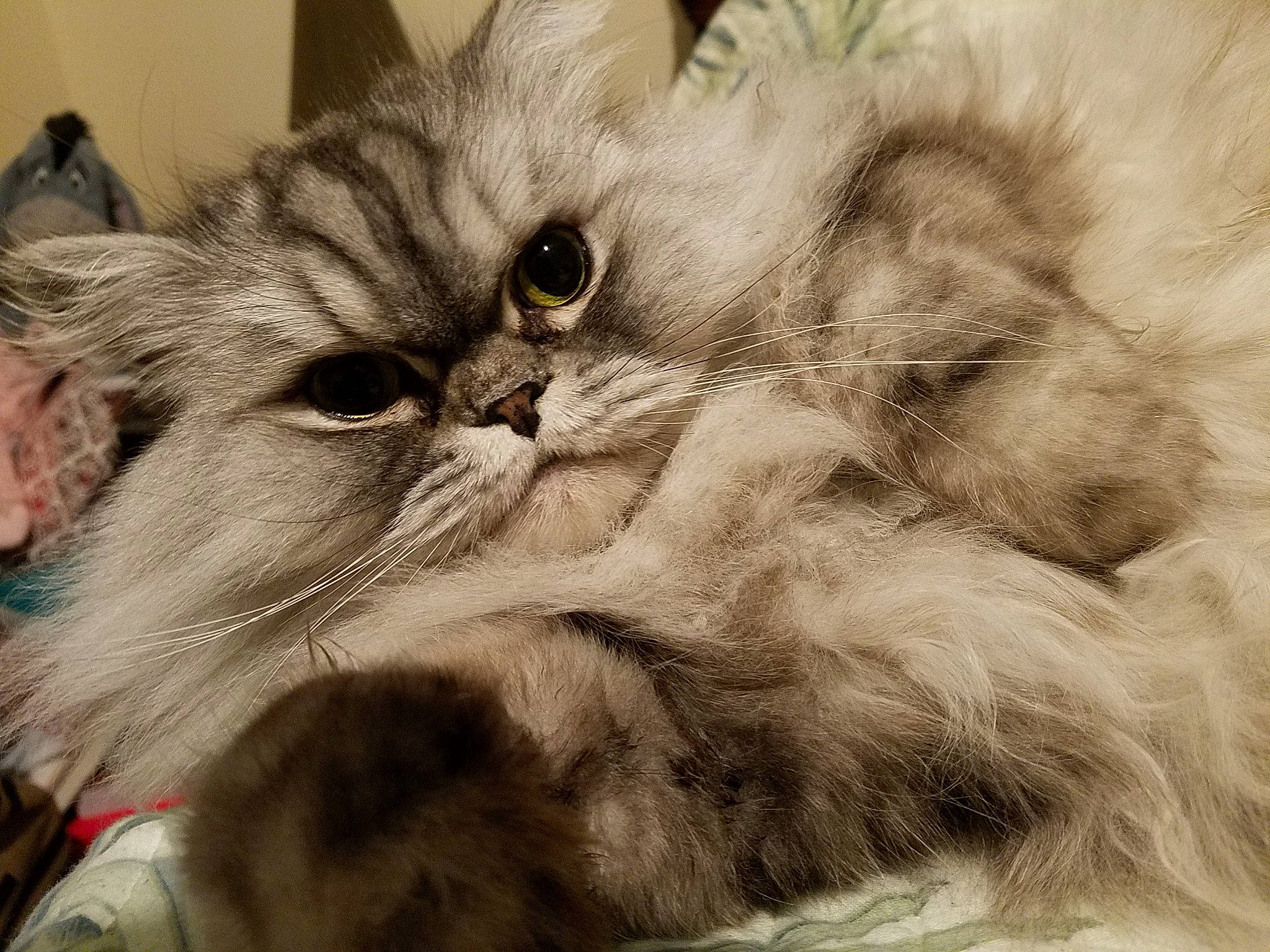 Mr. Felix is registered to the contest to win money with this photo: american_curl, asian, asian_semi_longhair, british_longhair, british_semi_longhair, carnivore, cat, close_up, domestic_long_haired_cat, eye, felidae, fur, mammal, nose, persian, ragamuffin, siberian, small_to_medium_sized_cats, snout, whiskers