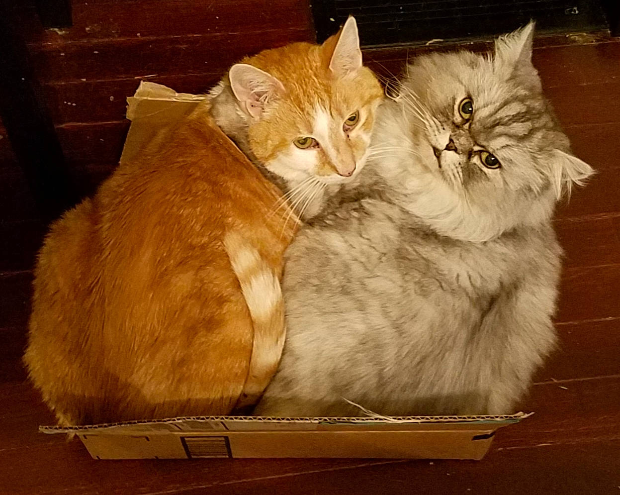 Mr. Felix joined the competition — help win amazing prizes! aegean_cat, asian, asian_semi_longhair, box, carnivore, cat, domestic_long_haired_cat, domestic_short_haired_cat, european_shorthair, fawn, felidae, fur, kitten, mammal, norwegian_forest_cat, siberian, small_to_medium_sized_cats, tabby_cat, tail, whiskers