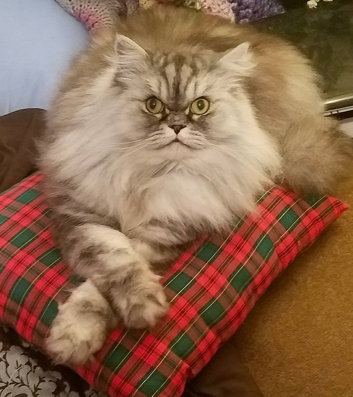 Mr. Felix is registered to the contest to win money with this photo: asian_semi_longhair, british_longhair, british_semi_longhair, carnivore, cat, domestic_long_haired_cat, fawn, felidae, fur, himalayan, mammal, napoleon_cat, norwegian_forest_cat, persian, small_to_medium_sized_cats, whiskers