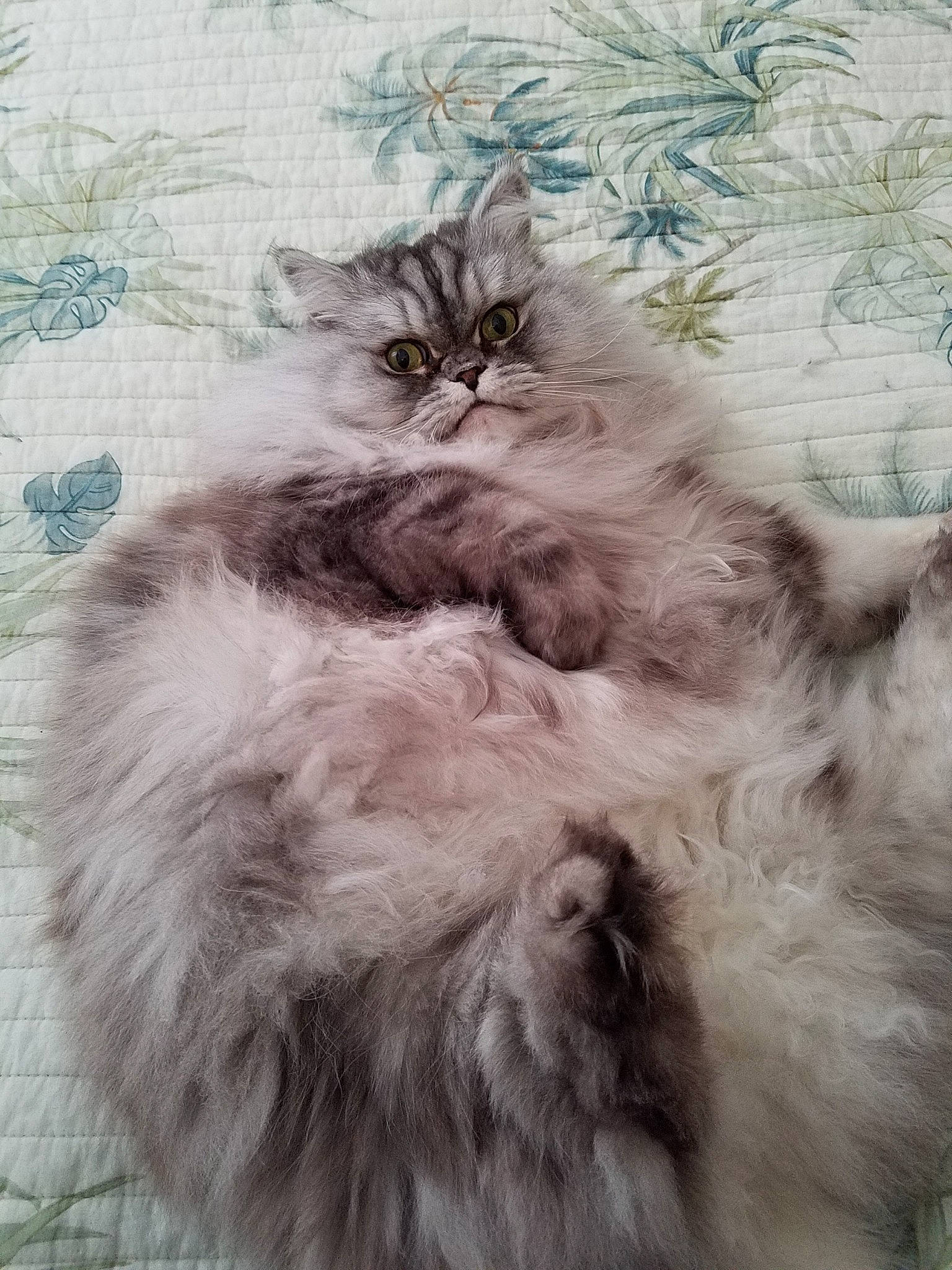 Mr. Felix joined the competition — help win amazing prizes! asian_semi_longhair, british_longhair, british_semi_longhair, carnivore, cat, domestic_long_haired_cat, fawn, felidae, fur, kitten, mammal, napoleon_cat, norwegian_forest_cat, persian, ragamuffin, siberian, small_to_medium_sized_cats, whiskers