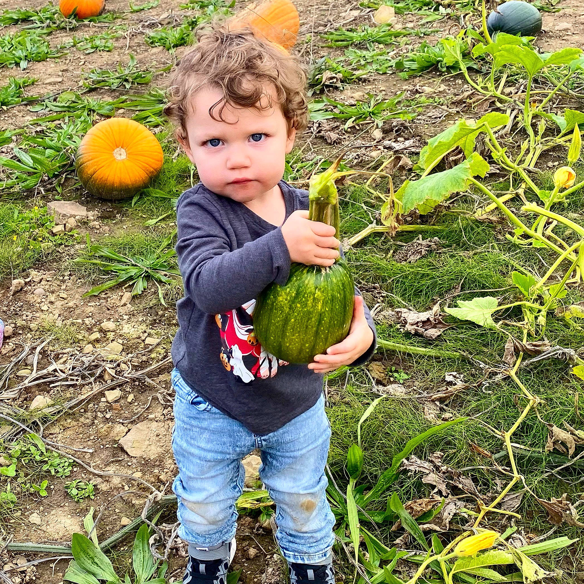 Cayson is registered to the contest to win money with this photo: adaptation, botany, calabaza, cucurbita, food, fruit, gourd, grass, groundcover, leaf, local_food, natural_foods, people_in_nature, person, plant, produce, pumpkin, squash, toddler, whole_food