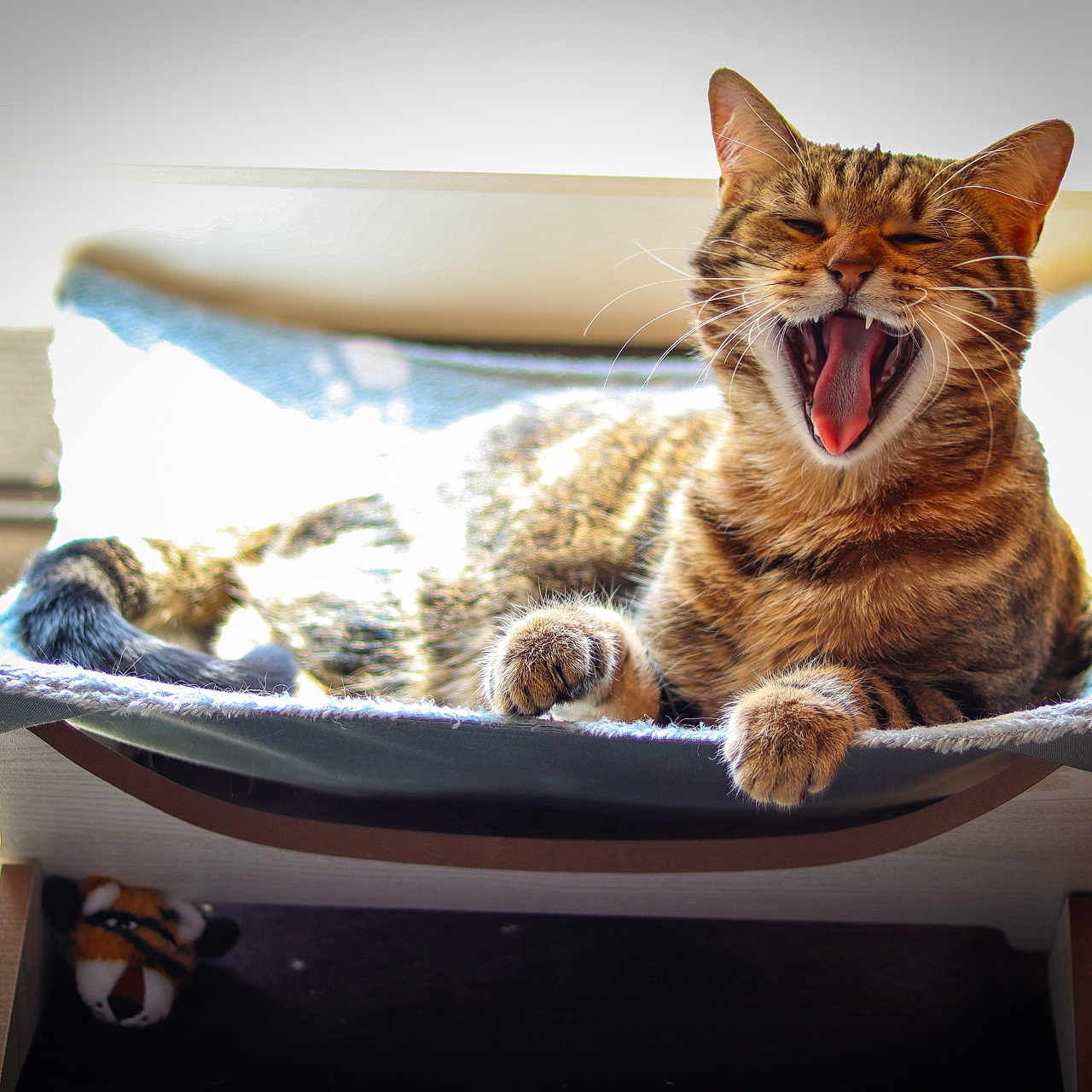 Sky participe au concours pour gagner de l'argent avec cette photo : cat, cozy, cute, feline, home, indoor, mouth_open, paw, pet_bed, plush_toy, relaxing, resting, striped_fur, sunlight, tabby_cat, tiger_plush, tongue, window, wooden_furniture, yawning