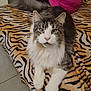 Rubeus a rejoint le concours — aidez-le/la à gagner de superbes lots ! cat, fluffy_cat, animal, pet, indoor, blanket, tiger_pattern, feline, person, pink_shirt, coffee_mug, tattoo, sitting, relaxed, fur, whiskers, paws, floor_tiles, cozy, domestic