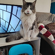 Rubeus a rejoint le concours — aidez-le/la à gagner de superbes lots ! cat, fluffy, sitting, living_room, television, furniture, blanket, chair, colorful, striped, shelf, indoor, pet, domestic_animal, cozy, expression, fur, tail, household, decor