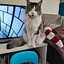 cat, fluffy, sitting, living_room, television, furniture, blanket, chair, colorful, striped, shelf, indoor, pet, domestic_animal, cozy, expression, fur, tail, household, decor