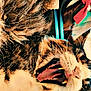 cat, yawning, close_up, fur, whiskers, teeth, tongue, pet, animal, cozy, blanket, indoor, feline, cute, sleepy, relaxed, tabby, muzzle, mouth, soft