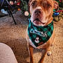 dog, christmas_tree, christmas_lights, holiday_decorations, bandana, carpet, indoor, pet, festive, ornaments, brown_dog, holiday, seasonal, cute, sitting, decor, chair, celebration, home, warm