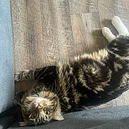 Shadow is registered to the contest to win money with this photo: animal, cat, couch, cute, domestic, eyes, feline, floor, fur, gray, indoor, lying_down, mammal, pet, playful, relaxed, tabby, upside_down, whiskers, wooden_floor