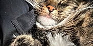 Shadow joined the competition — help win amazing prizes! animal, cat, close_up, closed_eyes, cozy, cute, domestic_cat, face, feline, fur, indoor, nose, paw, pet, relaxed, resting, sleeping, soft, tabby, whiskers