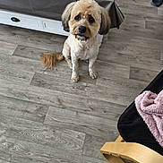 Scoubidou participe au concours pour gagner de l'argent avec cette photo : blanket, brown, chair, cozy, curious, dog, domestic, ears, flooring, furniture, groomed, indoor, living_room, looking_up, pet, sitting, table, tail, white, wood_floor