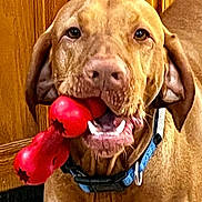 Dino is registered to the contest to win money with this photo: animal, brown_dog, canine, chew_toy, closeup, collar, companion, dog, domestic_animal, ears, face, fur, indoor, looking, mouth, pet, playful, red_toy, toy, wooden_background