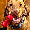 dog, pet, toy, red_toy, chew_toy, brown_dog, collar, indoor, wooden_background, playful, animal, canine, closeup, face, mouth, ears, fur, looking, domestic_animal, companion