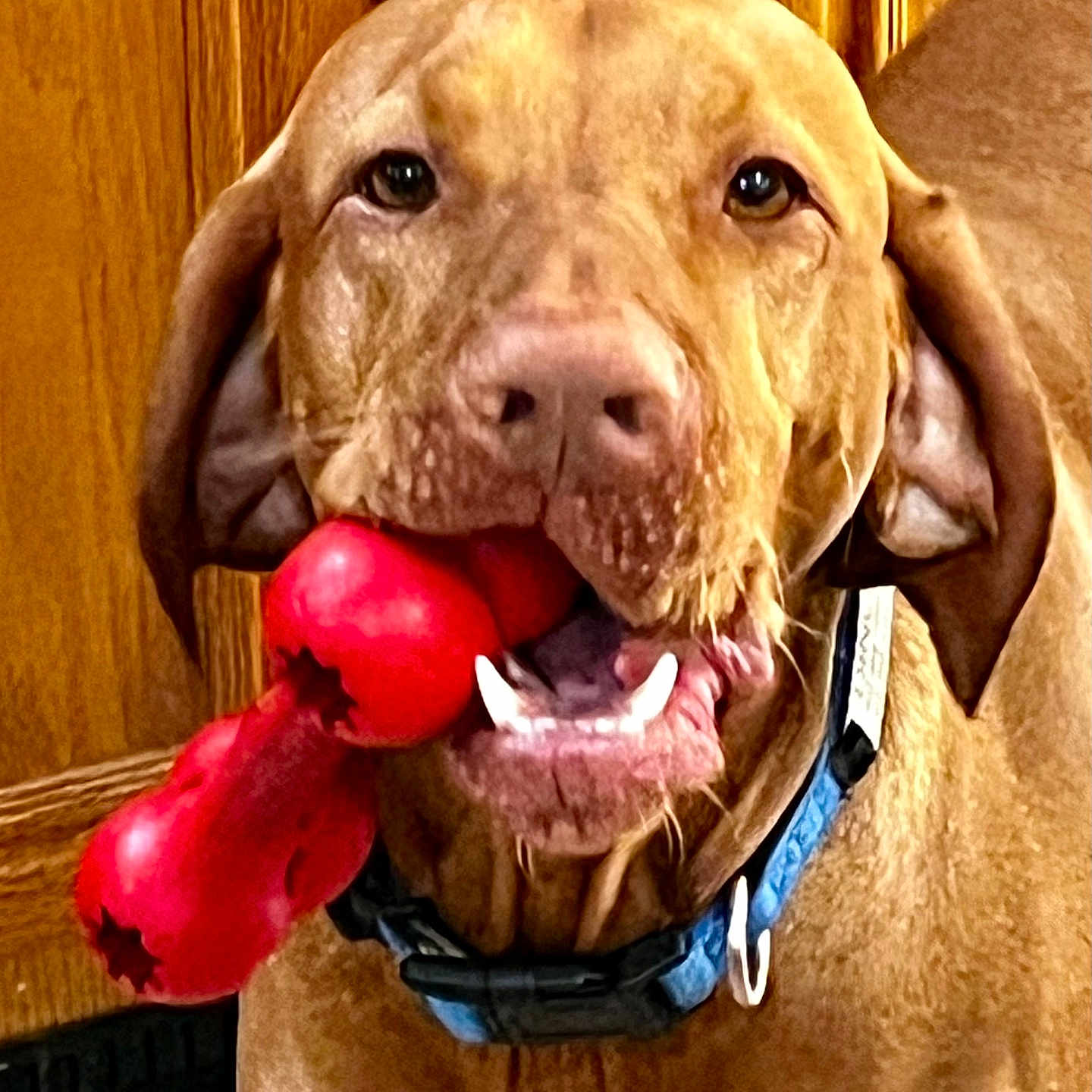 Dino