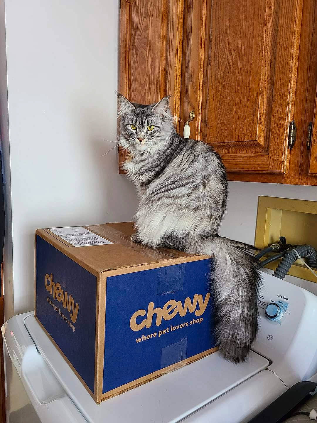 Alley joined the competition — help win amazing prizes! box, cabinetry, cardboard, carnivore, carton, cat, comfort, curtain, domestic_short_haired_cat, felidae, fur, grey, packaging_and_labeling, shelf, shelving, shipping_box, small_to_medium_sized_cats, tail, whiskers, wood