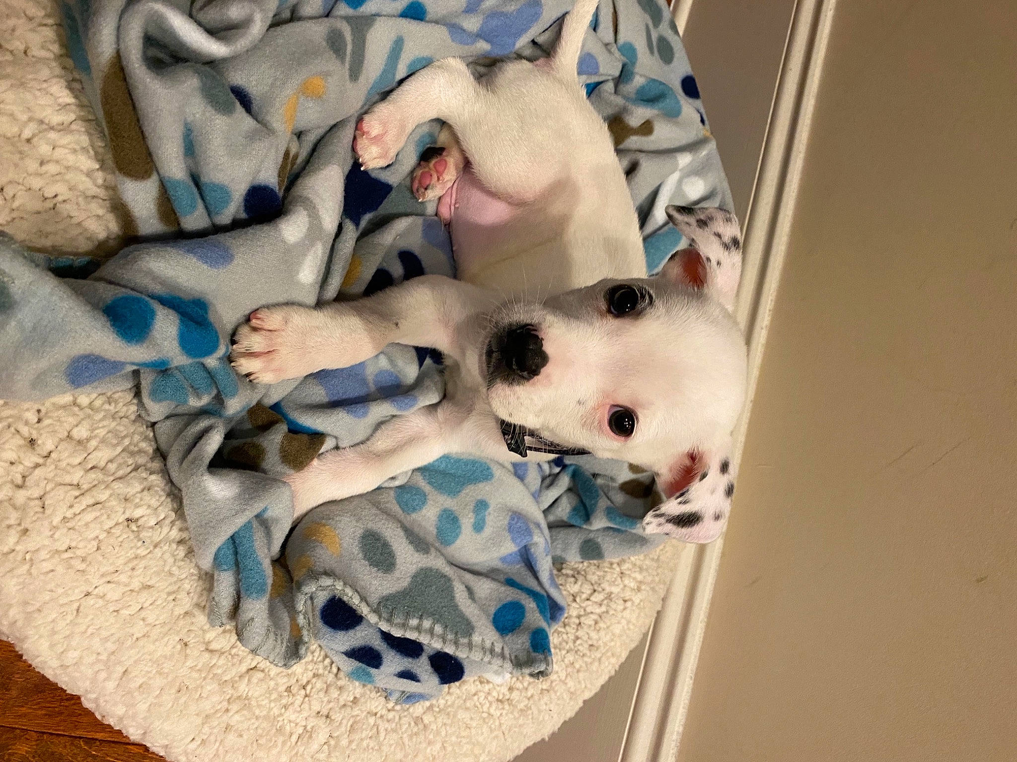 Gambit joined the competition — help win amazing prizes! baby_toddler_clothing, canidae, carnivore, comfort, companion_dog, dog_breed, dog_supply, fawn, felidae, fur, linens, non_sporting_group, pattern, room, small_to_medium_sized_cats, sporting_group, stuffed_toy, toy, whiskers