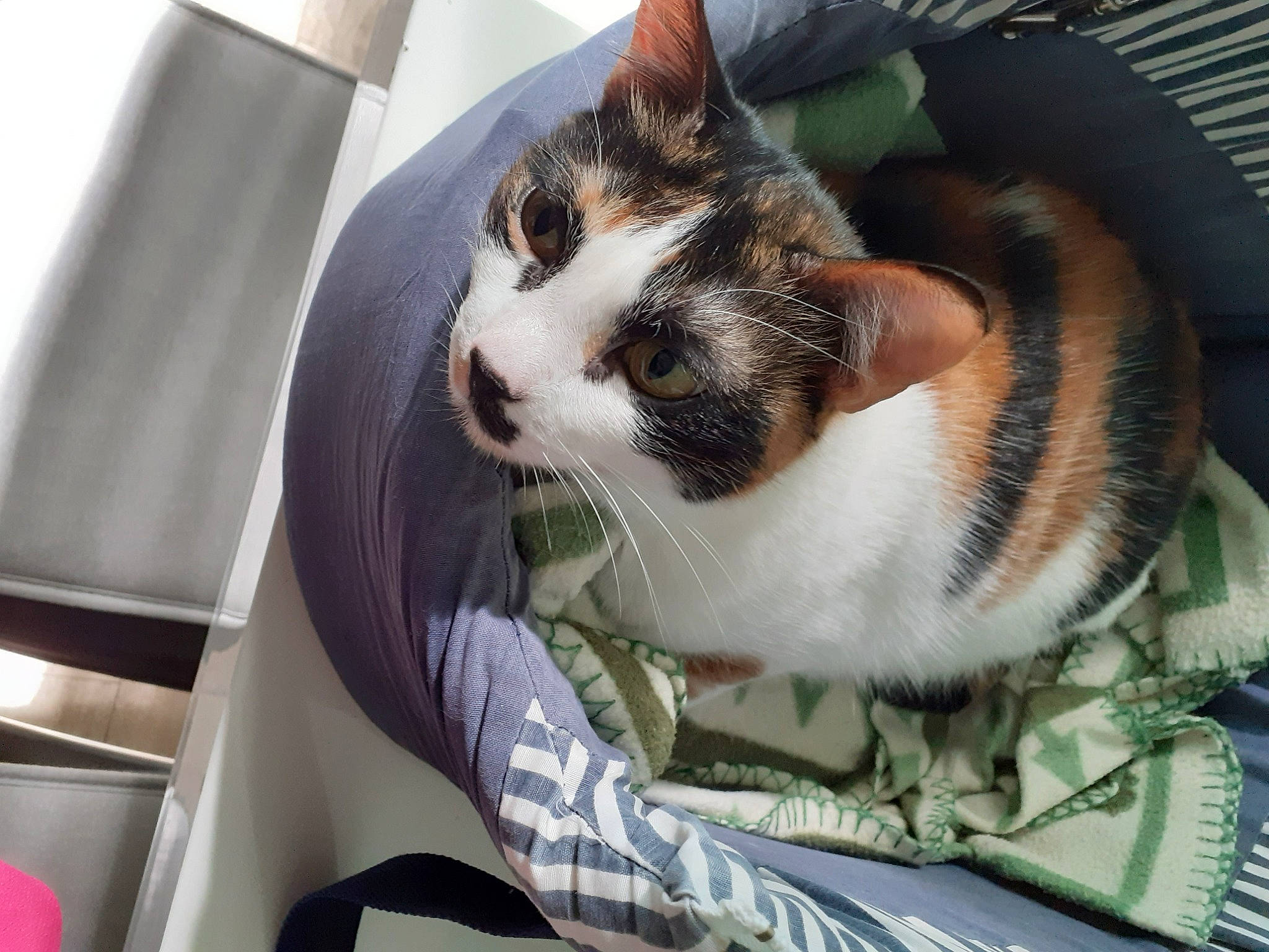 Orphee a rejoint le concours — aidez-le/la à gagner de superbes lots ! auto_part, box, carnivore, cat, comfort, domestic_short_haired_cat, felidae, flowerpot, fur, grass, paw, pet_supply, sitting, small_to_medium_sized_cats, tail, tree, vehicle_door, whiskers