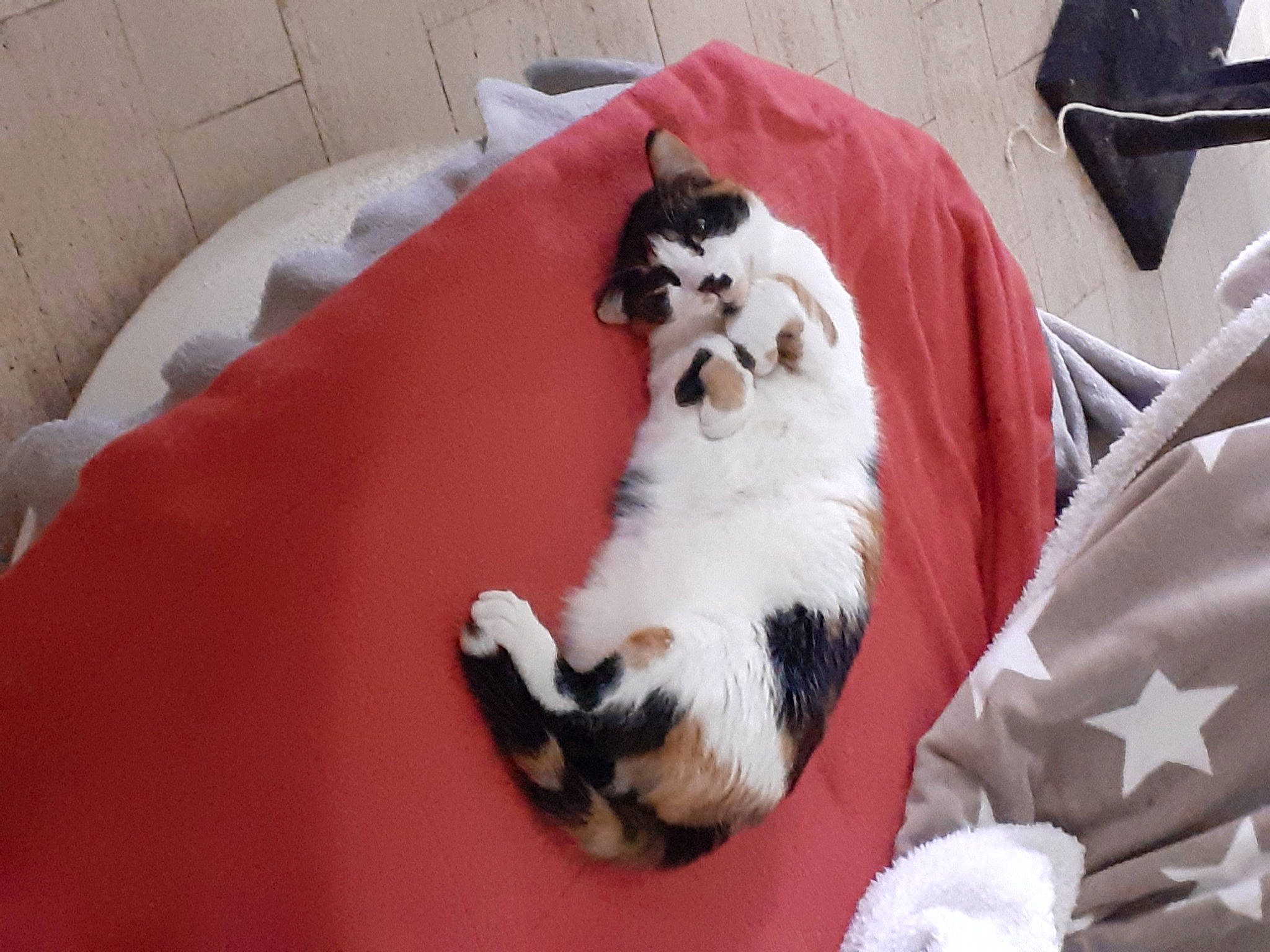 Orphee a rejoint le concours — aidez-le/la à gagner de superbes lots ! canidae, carnivore, cat, cat_bed, cat_supply, comfort, companion_dog, dog_breed, dog_supply, felidae, fur, paw, pet_supply, small_to_medium_sized_cats, snout, sporting_group, tail, terrestrial_animal, toy_dog, whiskers