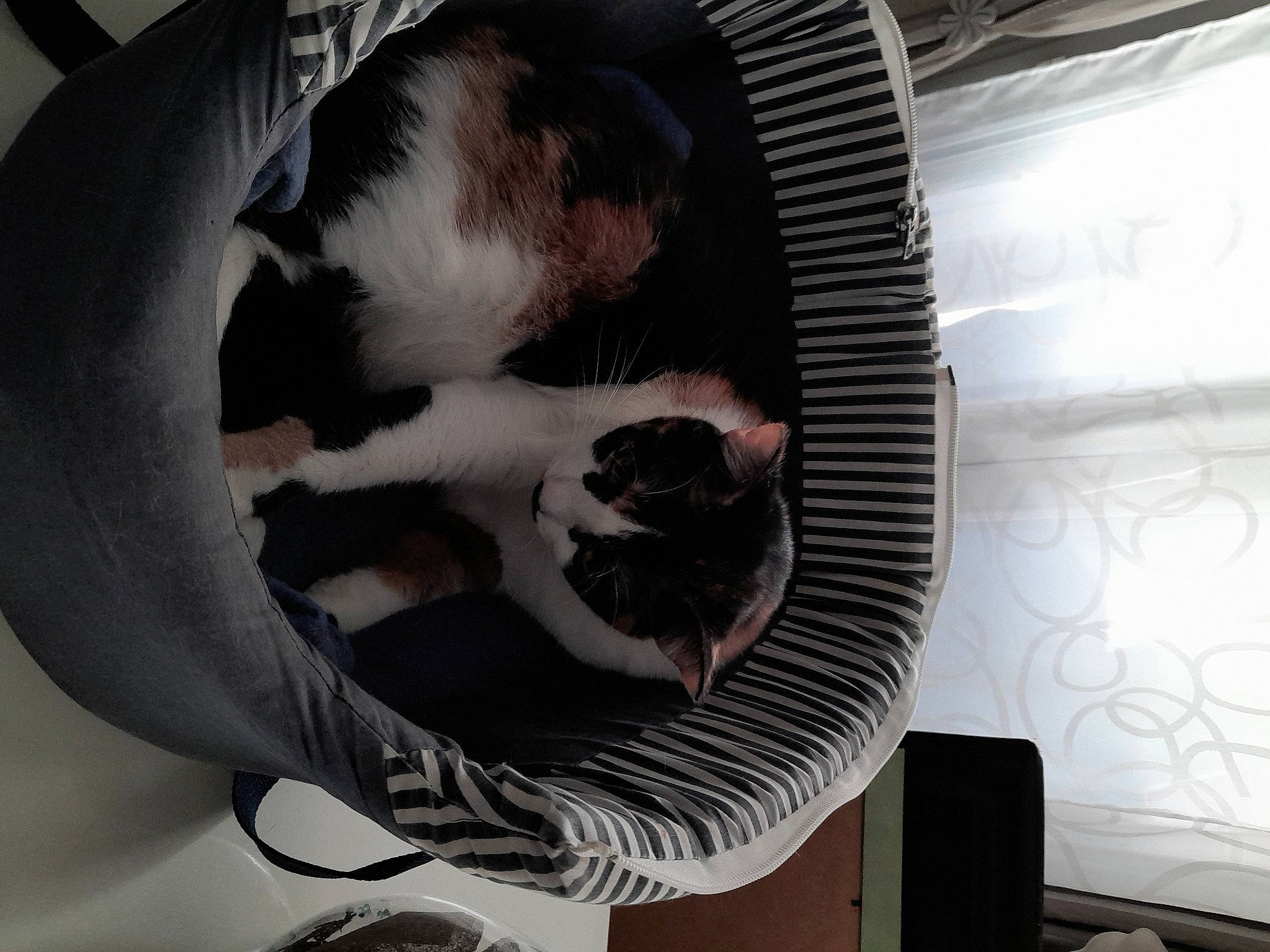 Orphee participe au concours pour gagner de l'argent avec cette photo : animal_shelter, ball, carnivore, cat, cat_bed, cat_supply, comfort, companion_dog, domestic_short_haired_cat, felidae, fur, paw, pet_supply, small_to_medium_sized_cats, snout, tail, terrestrial_animal, whiskers