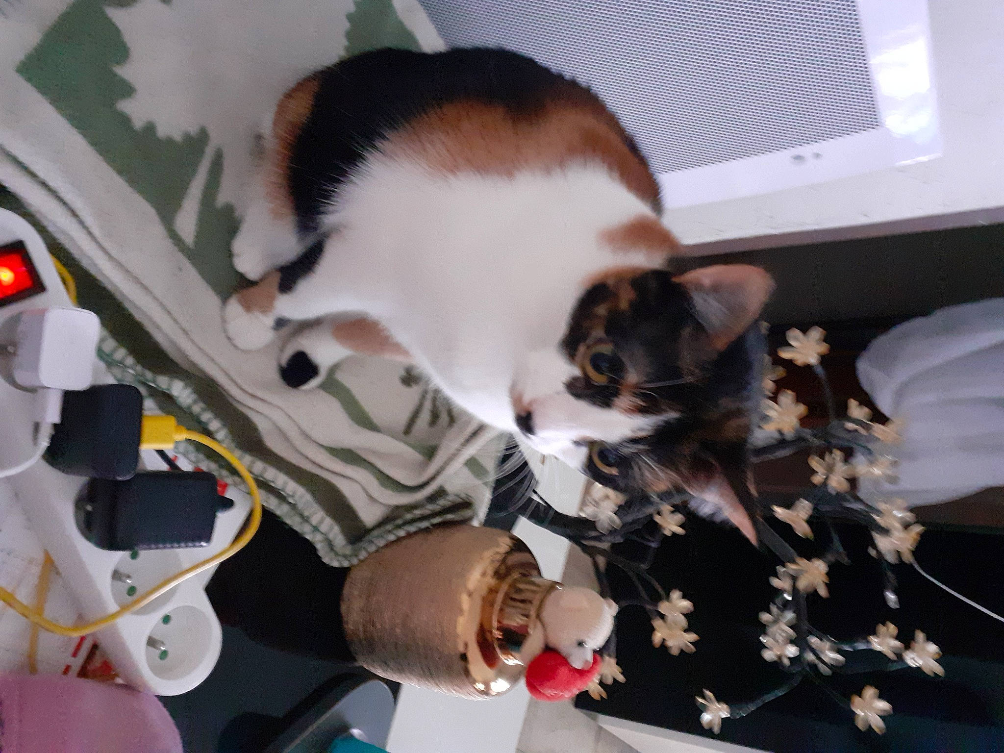 Orphee participe au concours pour gagner de l'argent avec cette photo : canidae, carnivore, cat, comfort, companion_dog, domestic_short_haired_cat, felidae, fur, paw, plant, small_to_medium_sized_cats, snapshot, tail, whiskers