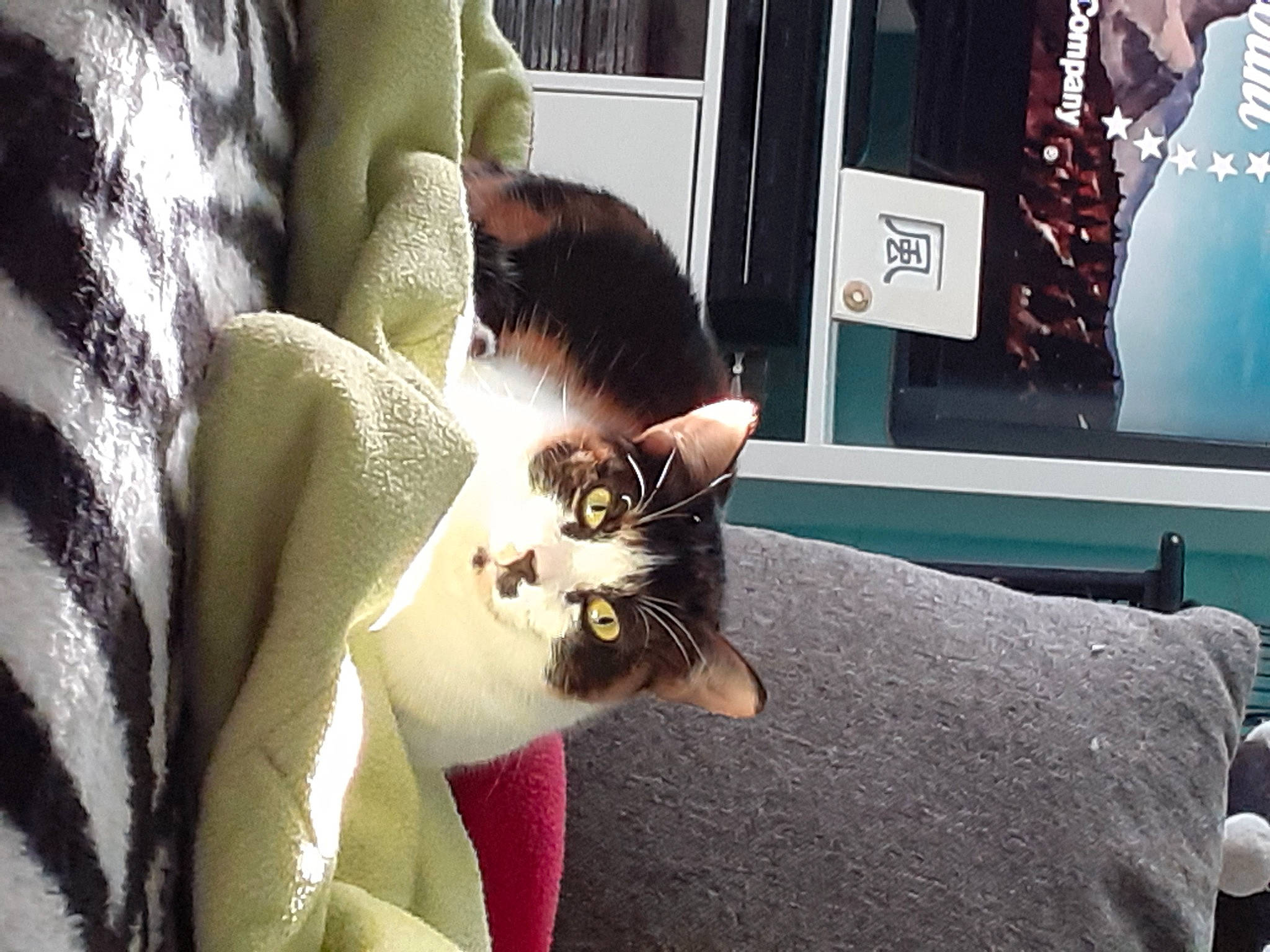 Orphee a rejoint le concours — aidez-le/la à gagner de superbes lots ! carnivore, cat, comfort, domestic_short_haired_cat, door, ear, fawn, felidae, fur, picture_frame, plant, small_to_medium_sized_cats, tail, whiskers, window