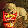 Toby is registered to the contest to win money with this photo: dog, puppy, fluffy, small_dog, cream_coat, lying_down, couch, sofa, indoor, pet, dog_food, treat_bag, red_packaging, yellow_text, patterned_fabric, home, seated, portrait, close_up, blurry