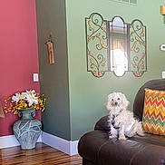 Toby joined the competition — help win amazing prizes! dog, pet, small_dog, fluffy, white_fur, sitting, couch, leather, pillow, living_room, mirror, flowers, vase, home_decor, interior, colorful_walls, hardwood_floor, portrait, indoors, cute