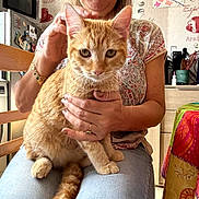 Simba a rejoint le concours — aidez-le/la à gagner de superbes lots ! cat, orange_cat, ginger_cat, pet, animal, feline, whiskers, green_eyes, portrait, sitting, being_held, human, woman, hands, indoors, kitchen, home, furniture, colorful, cuddling