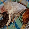 dog, kitten, cat, sleeping,  resting, animal, pet, cuddling, lying_down, brown_dog, white_fur, black_cat, plaid_blanket, bed, indoors, relaxed, companionship, cute, newspaper, photography