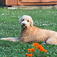 Shaggy joined the competition — help win amazing prizes! dog, grass, flowers, orange_flowers, greenery, outdoor, lawn, curly_fur, pet, canine, wooden_shed, background, nature, relaxed, sunlight, summer, garden, resting, animal, fur