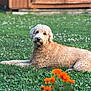 dog, grass, flowers, orange_flowers, greenery, outdoor, lawn, curly_fur, pet, canine, wooden_shed, background, nature, relaxed, sunlight, summer, garden, resting, animal, fur