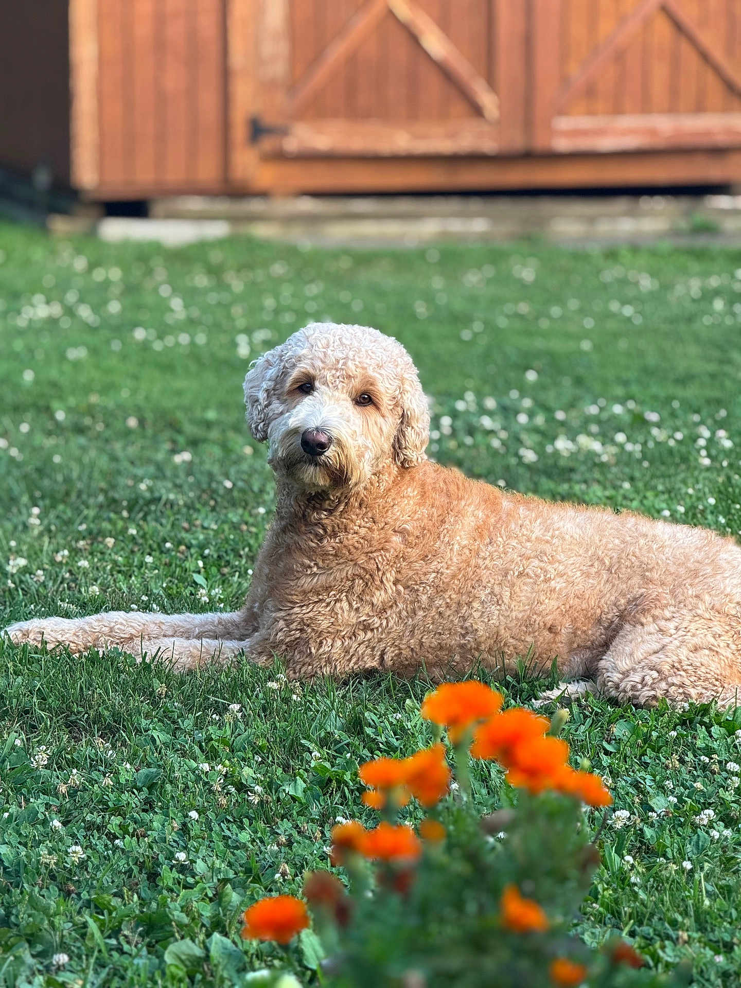 Shaggy